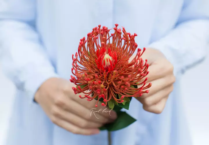 Leucospermum - Yellow orange