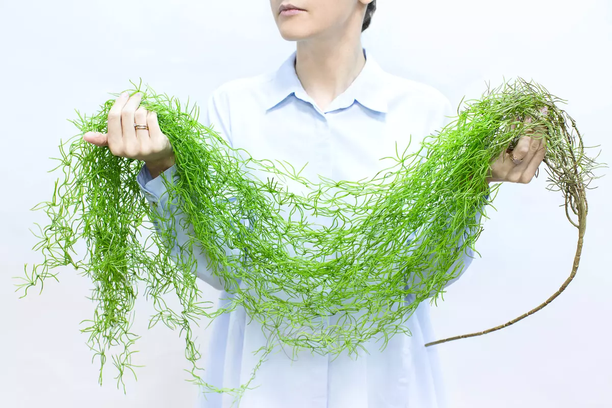 Tillandsia usneoides voluminous (Spanish moss) - green