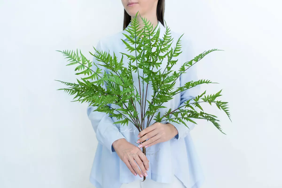 Average Onoclea - green
