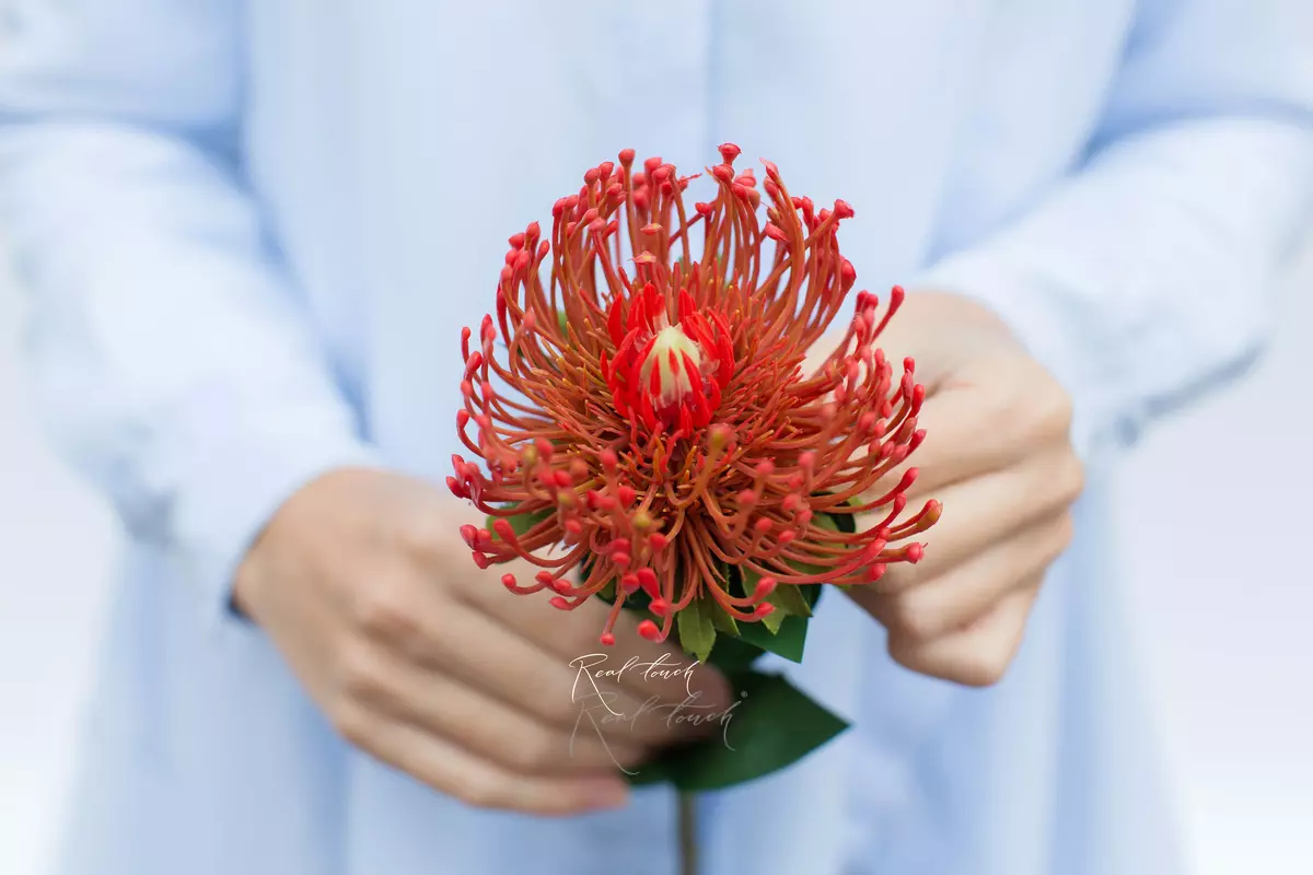 Leucospermum - Yellow orange Leucospermum - Yellow orange