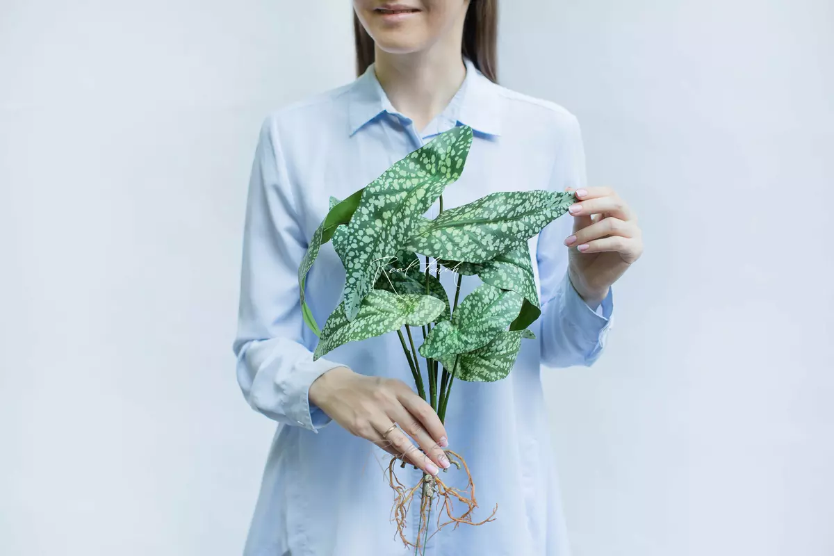 Begonia White ice 8 leaves with roots - white green
