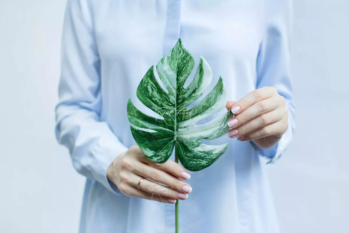 Variegated monstera leaf small species 2 - white green