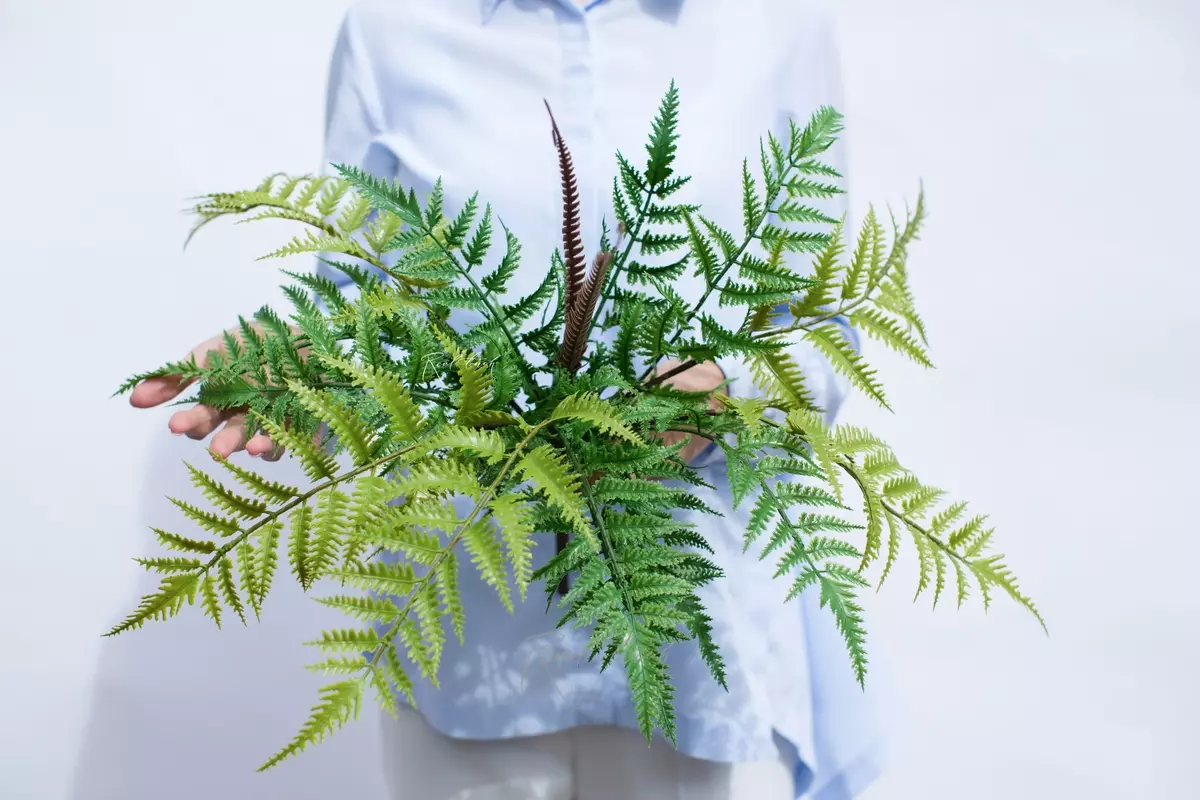 Dryopteris filix-mas - green Dryopteris filix-mas - green