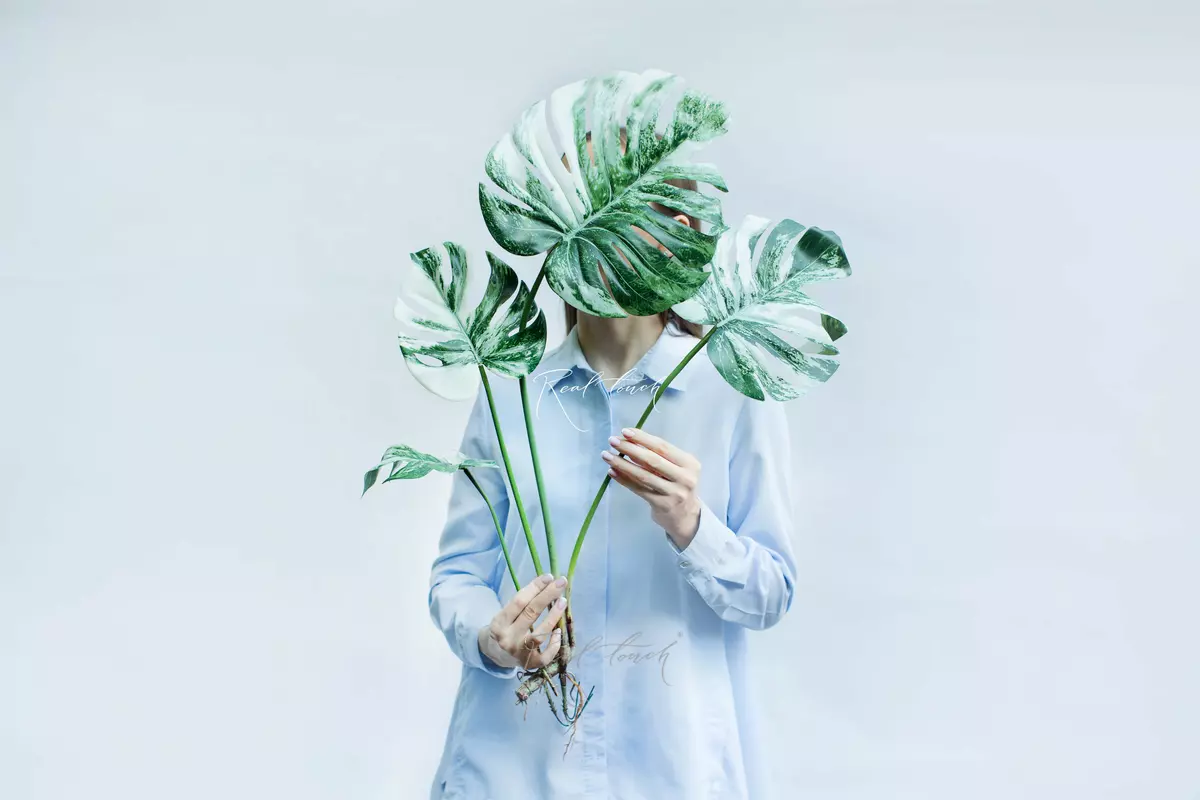 Variegated monstera bush of 4 leaf with roots - white green