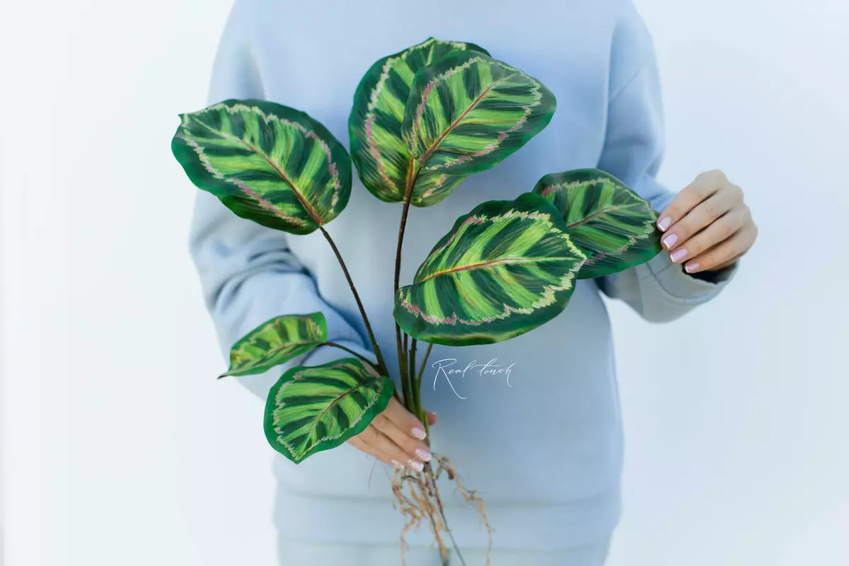 Calathea Red Tiger bush of 8 leaves with roots - green