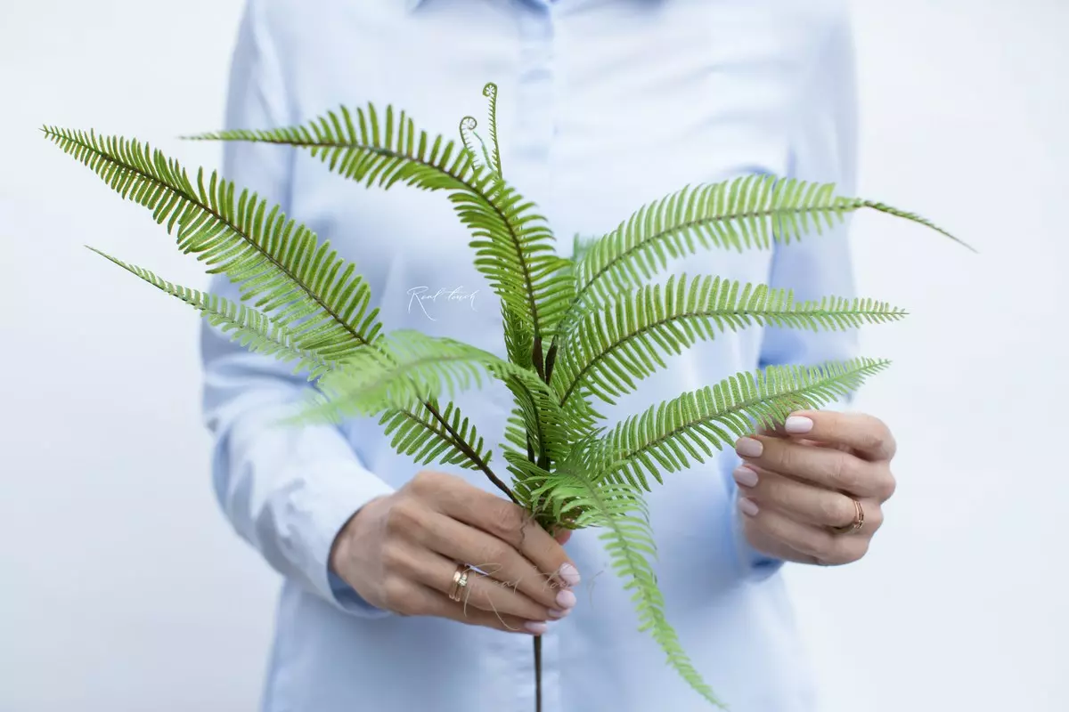 Woodsia - green