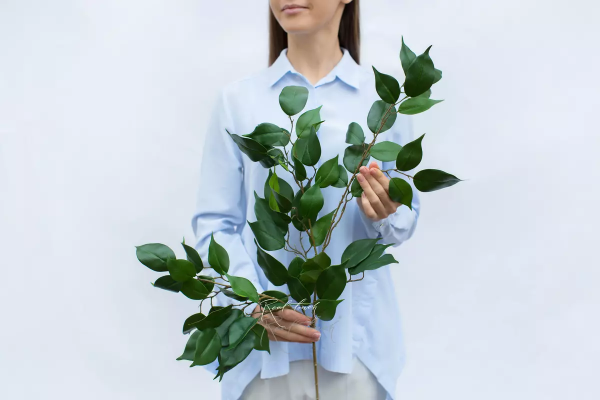 Ficus benjamina branch - green