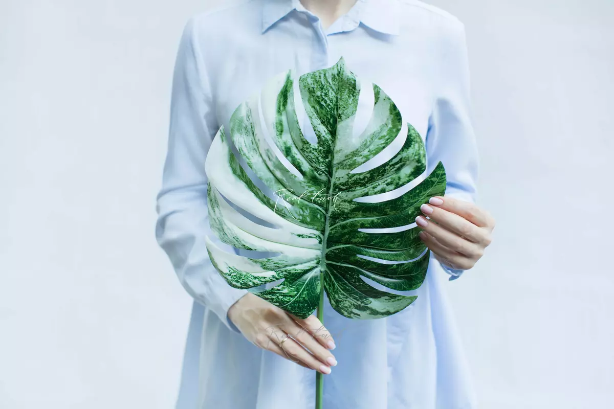 Large variegated monstera leaf - white green