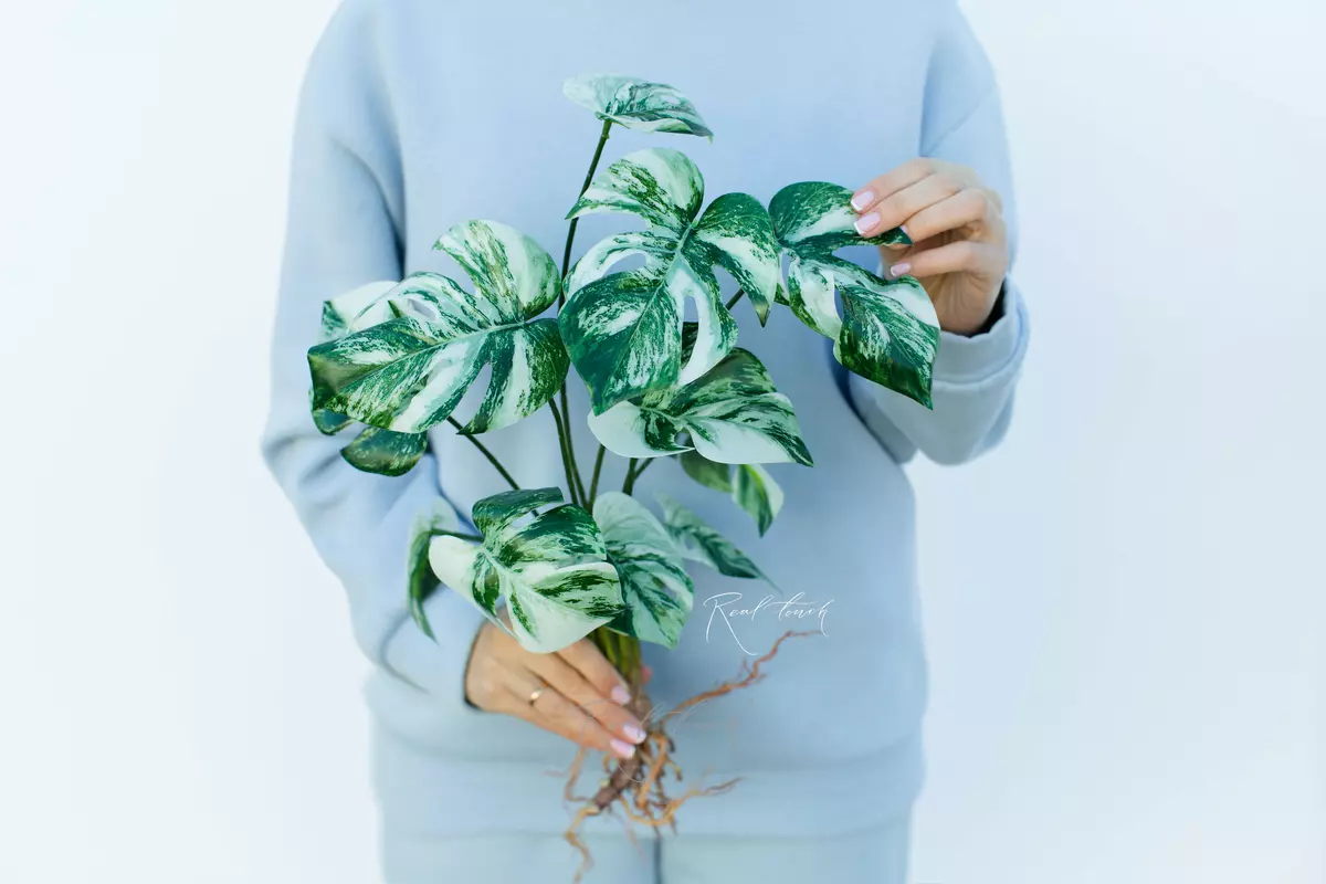 Variegated monstera bush of 12 leaf with roots - white green