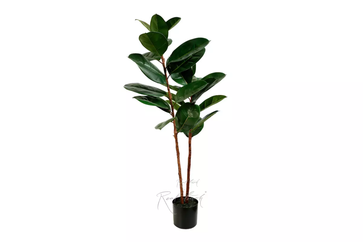 Ficus Elastic Melanie 125cm - green