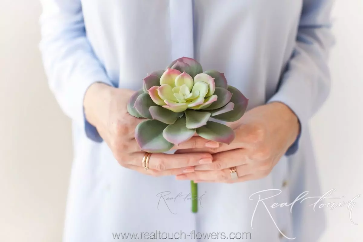 Succulent 308 (Echeveria) - Green pink