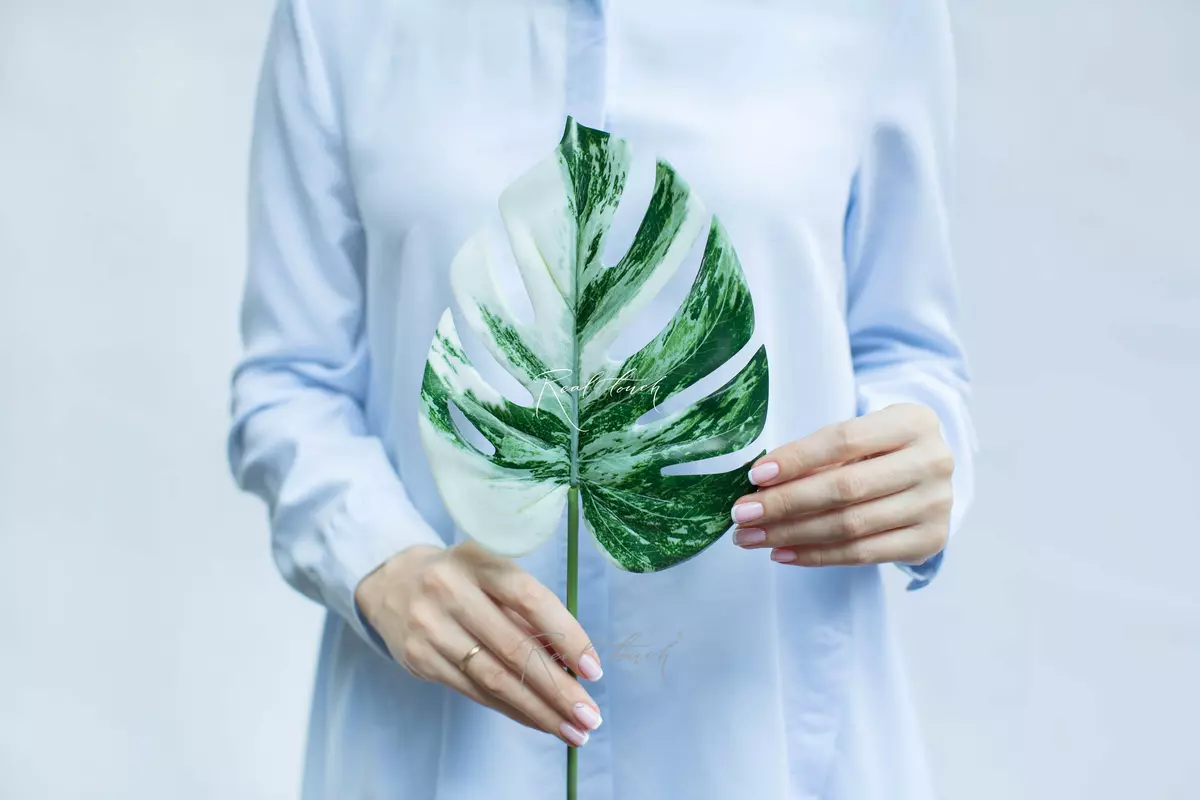 Small variegated monstera leaf - white green