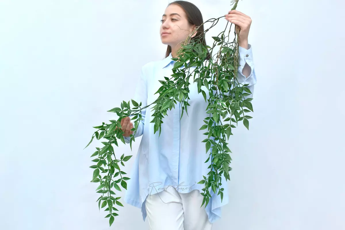 Small-leaved ivy - green