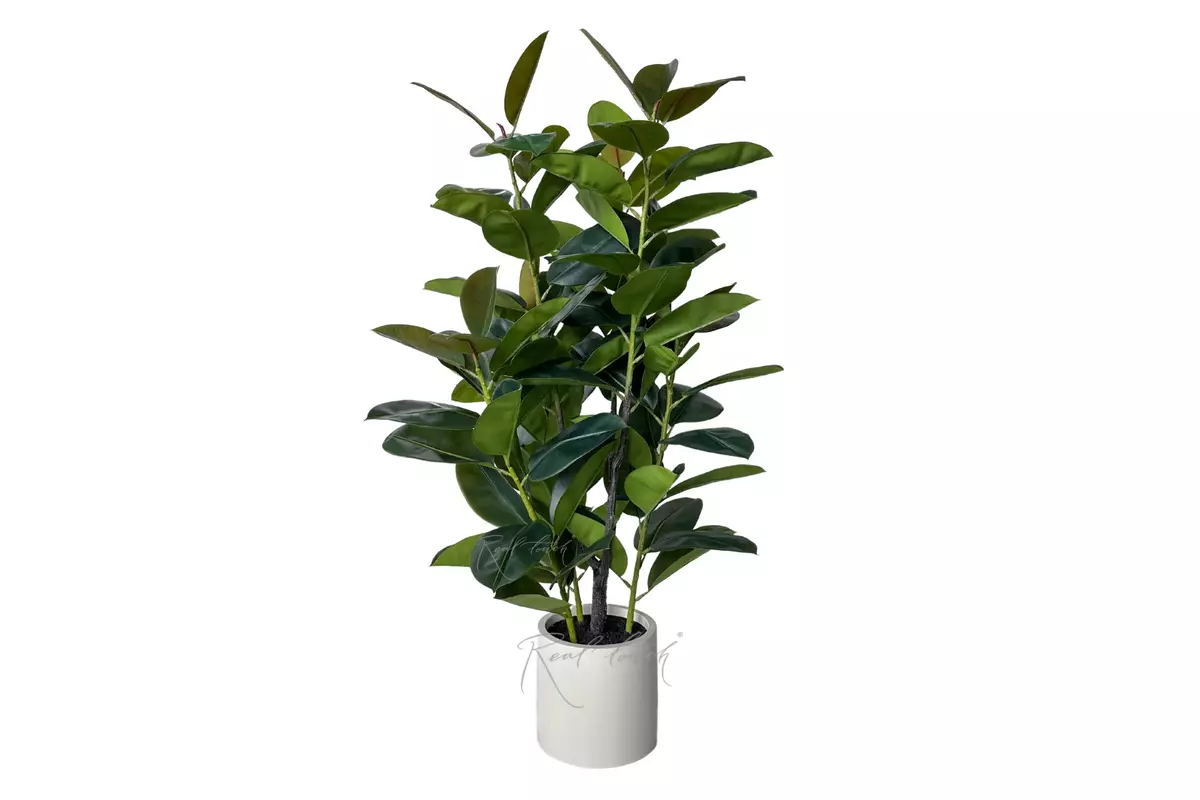 Rubber tree in pot 150cm  - green