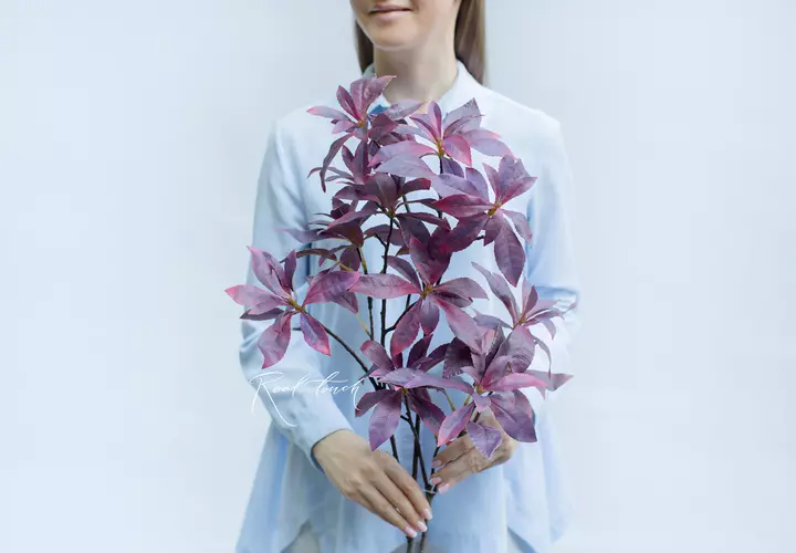 Pieris - dark purple