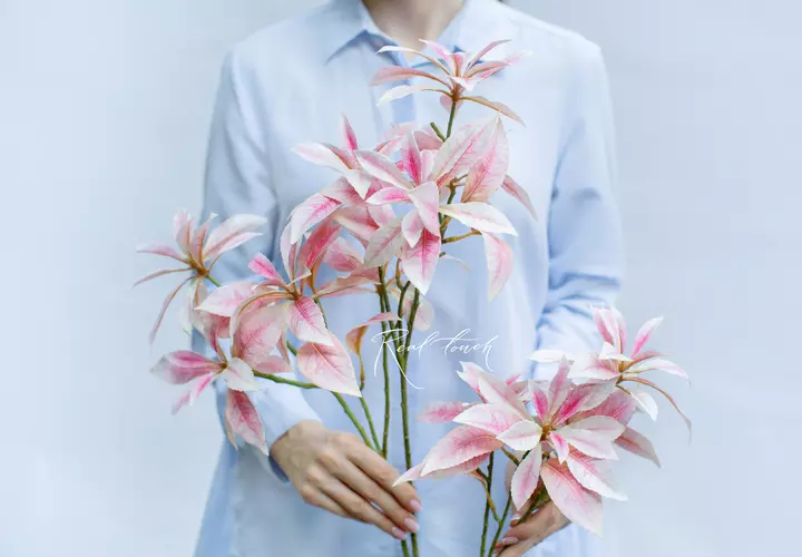 Pieris - white pink