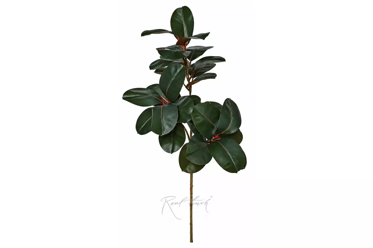 Branch of ficus Elastica 146cm - Green brown