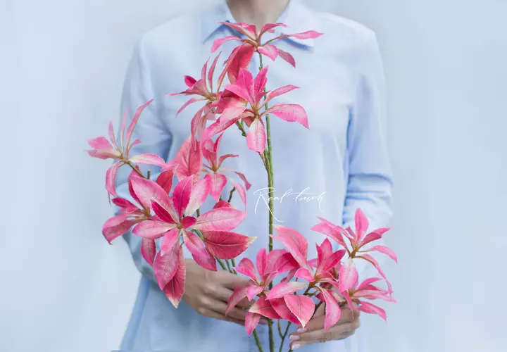 Pieris - Bright pink