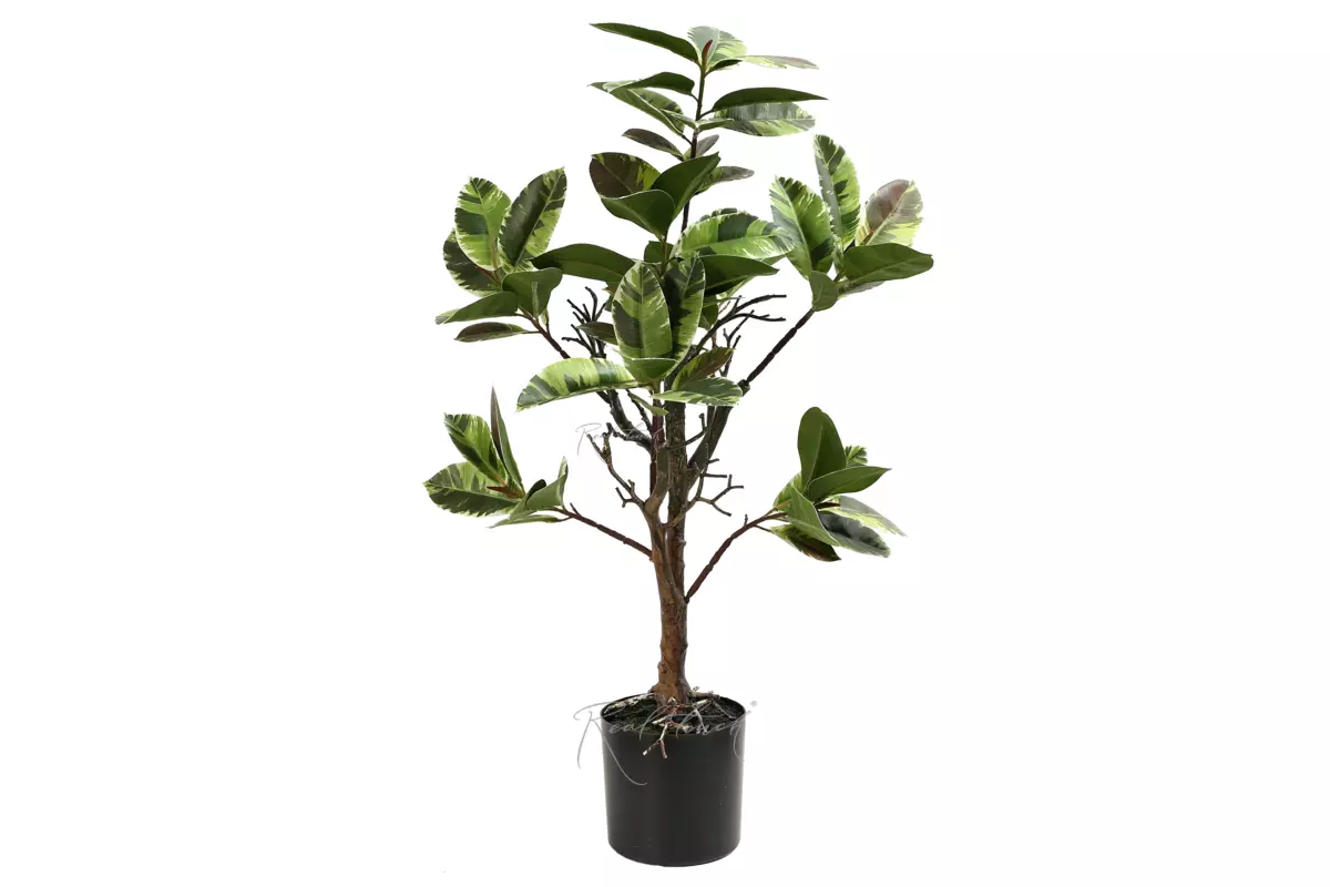 Ficus Elastica Tineke 69cm - Green brown