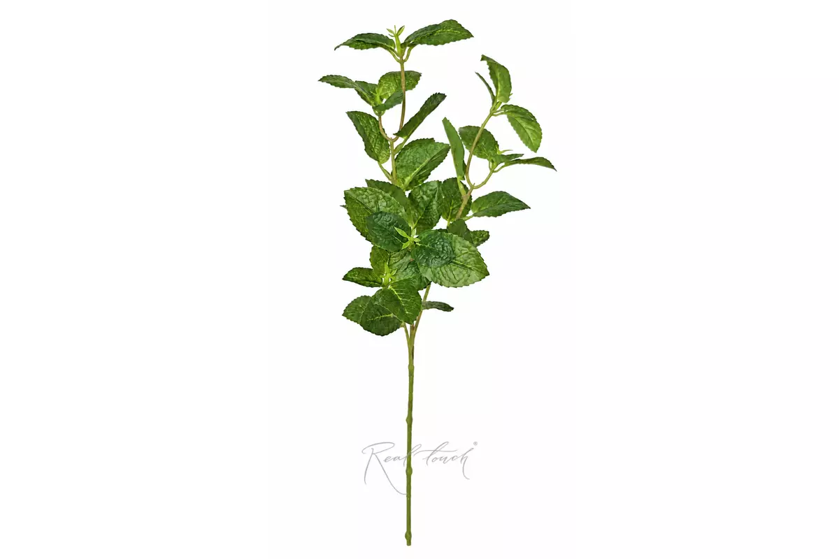 Mint branch - green