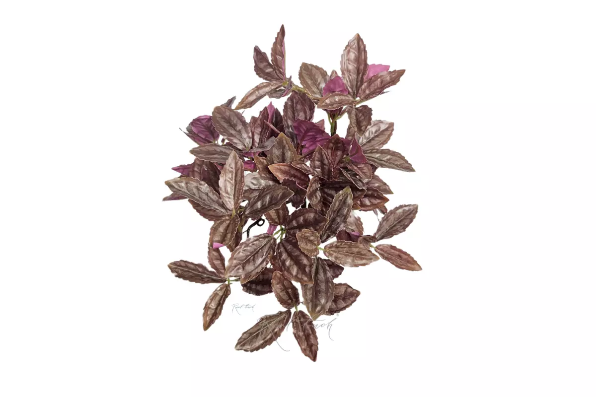 Small-leaved Pilea bush - Brown