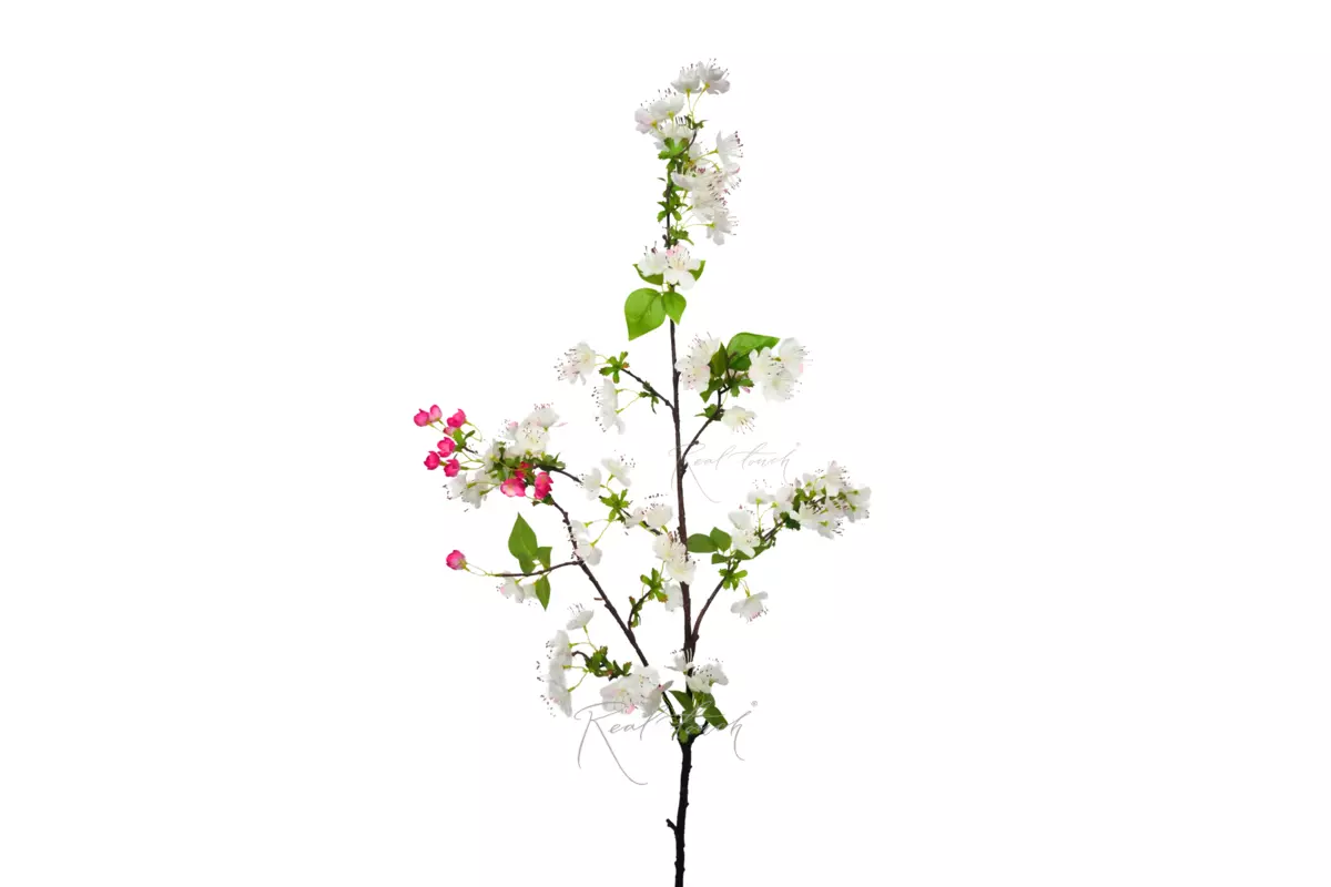 Blooming pear branch - white pink 
