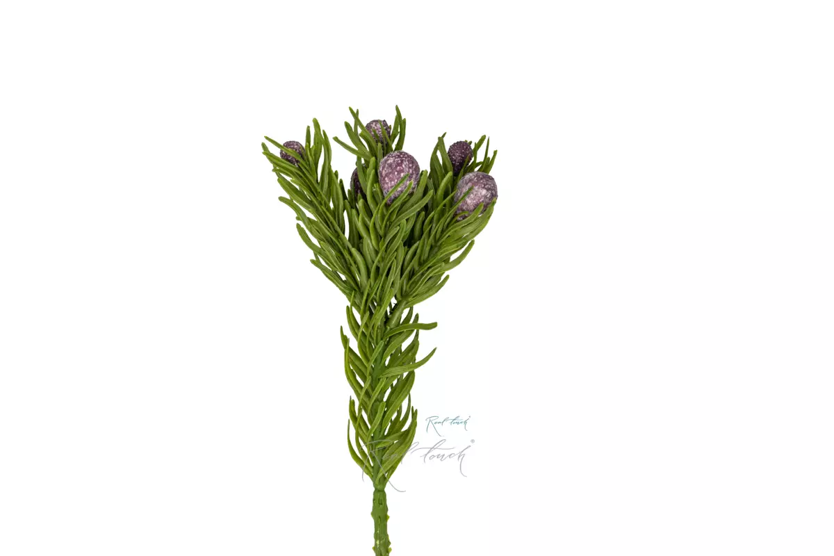 Brunia vulgaris - purple