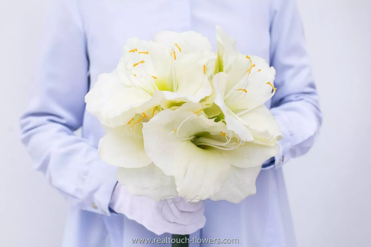 Giant Amaryllis - white