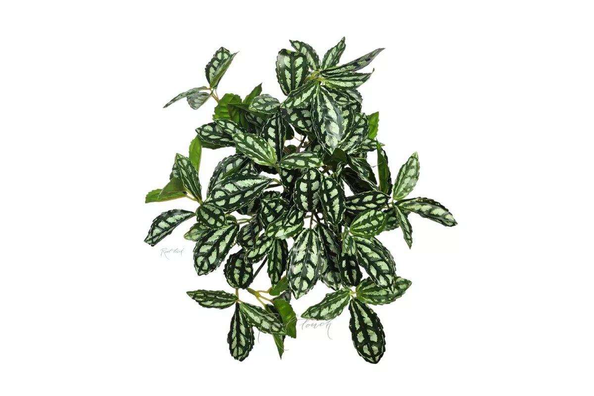 Small-leaved Pilea bush - white green