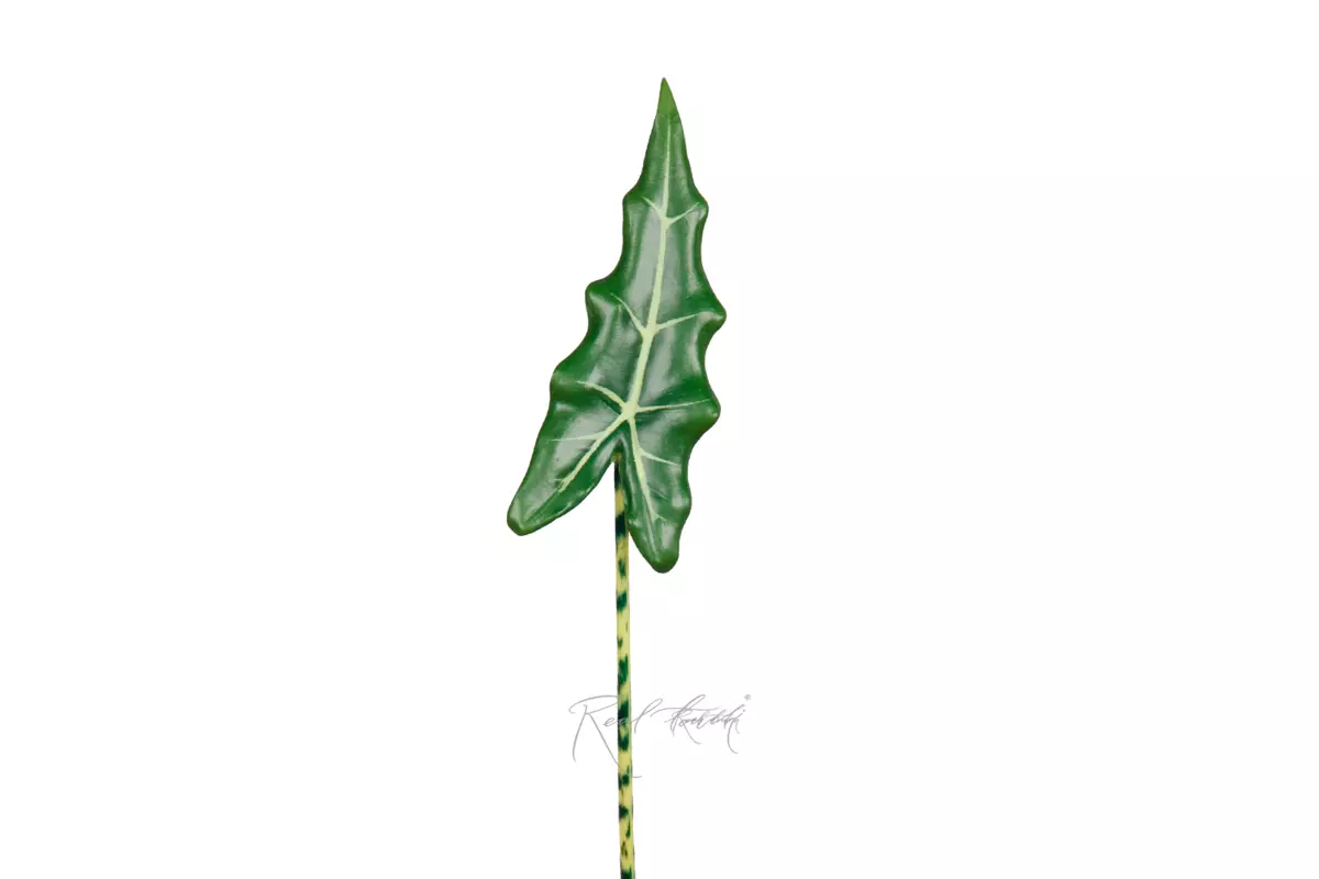 Alocasia Frydek leaf 85cm  - Dark green