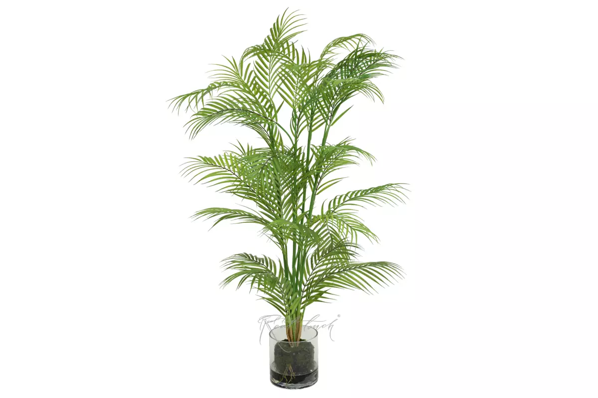 Palm Areca in a glass planter - green