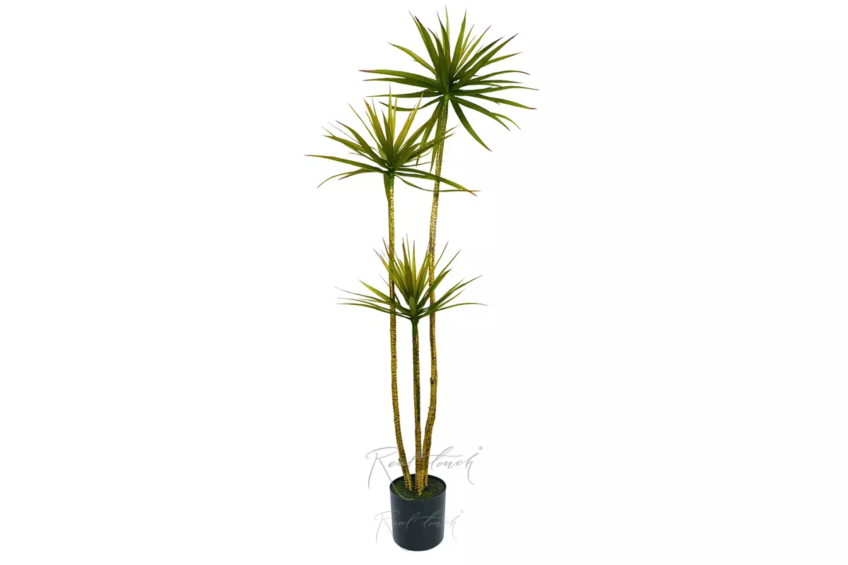 Dracaena Marginata in a planter, 180 cm (3 branches) - green