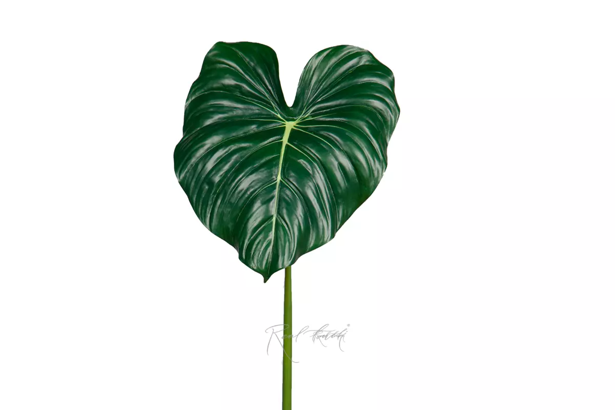 Alocasia reginula leaf 95cm  - Dark green