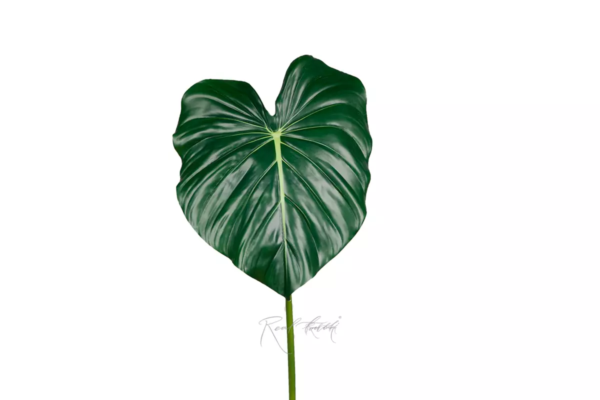 Alocasia reginula leaf 90cm  - Dark green