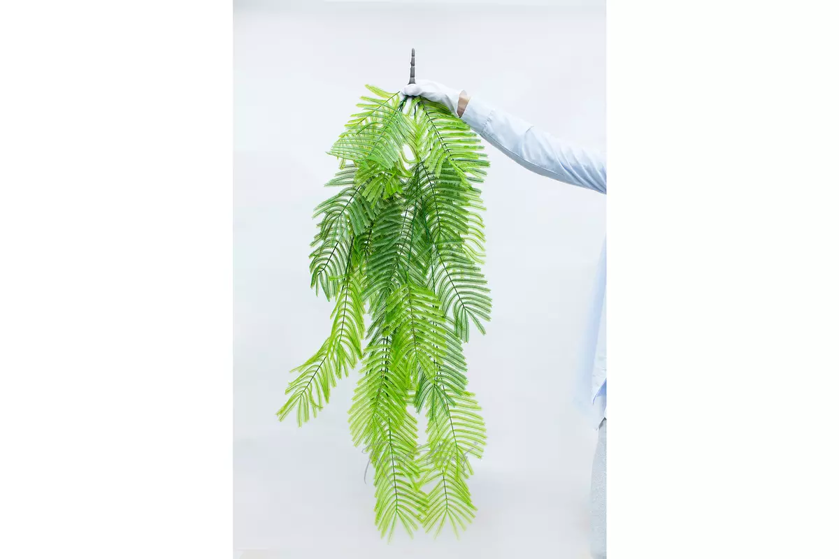 Albizia julibrissin hanging plant - green