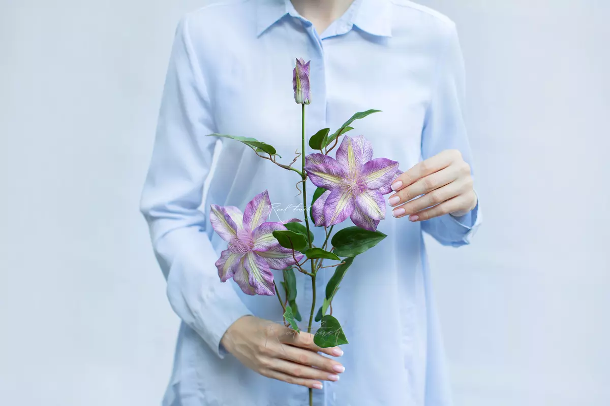 Clematis - purple