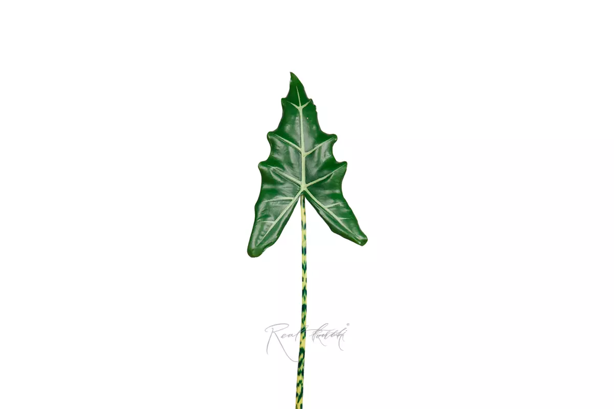 Alocasia Frydek leaf 108cm  - Dark green