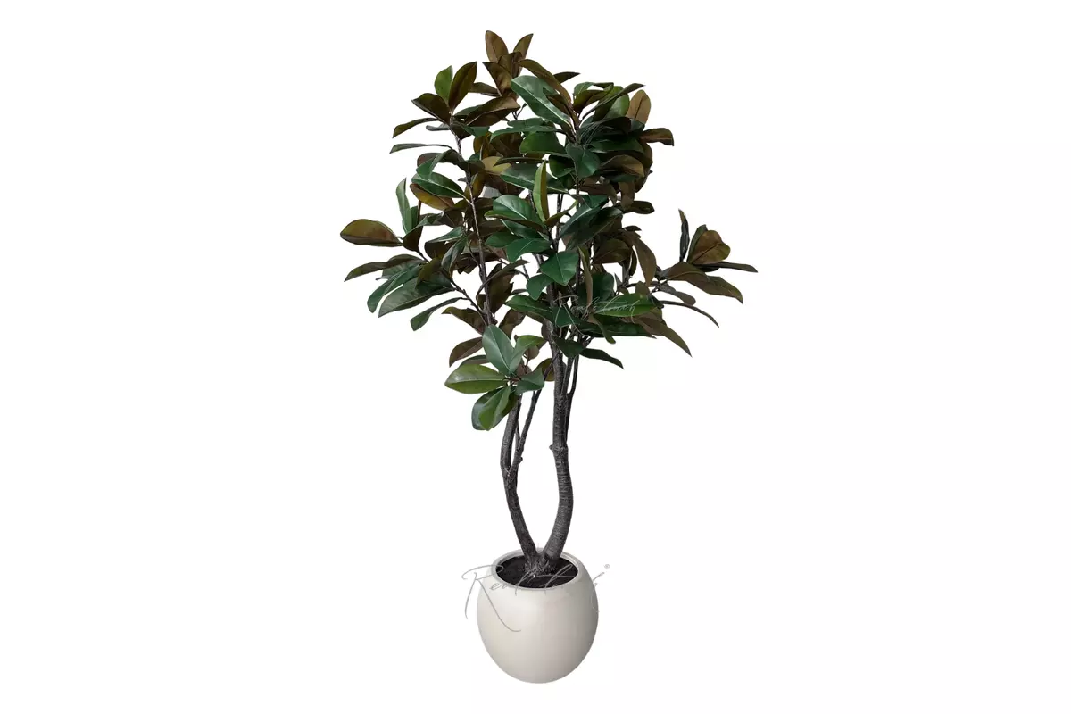 Magnolia in pot 210cm - green