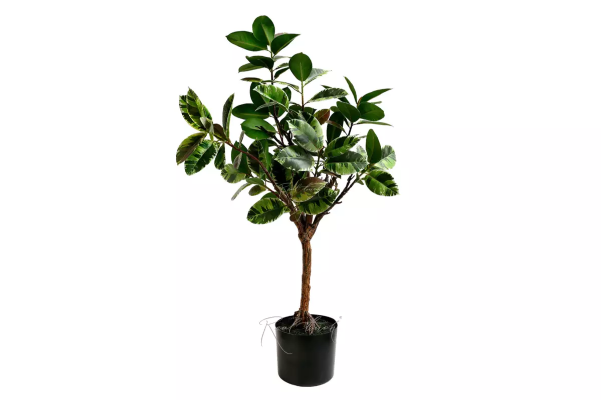 Ficus Elastica Tineke 84cm - Green brown
