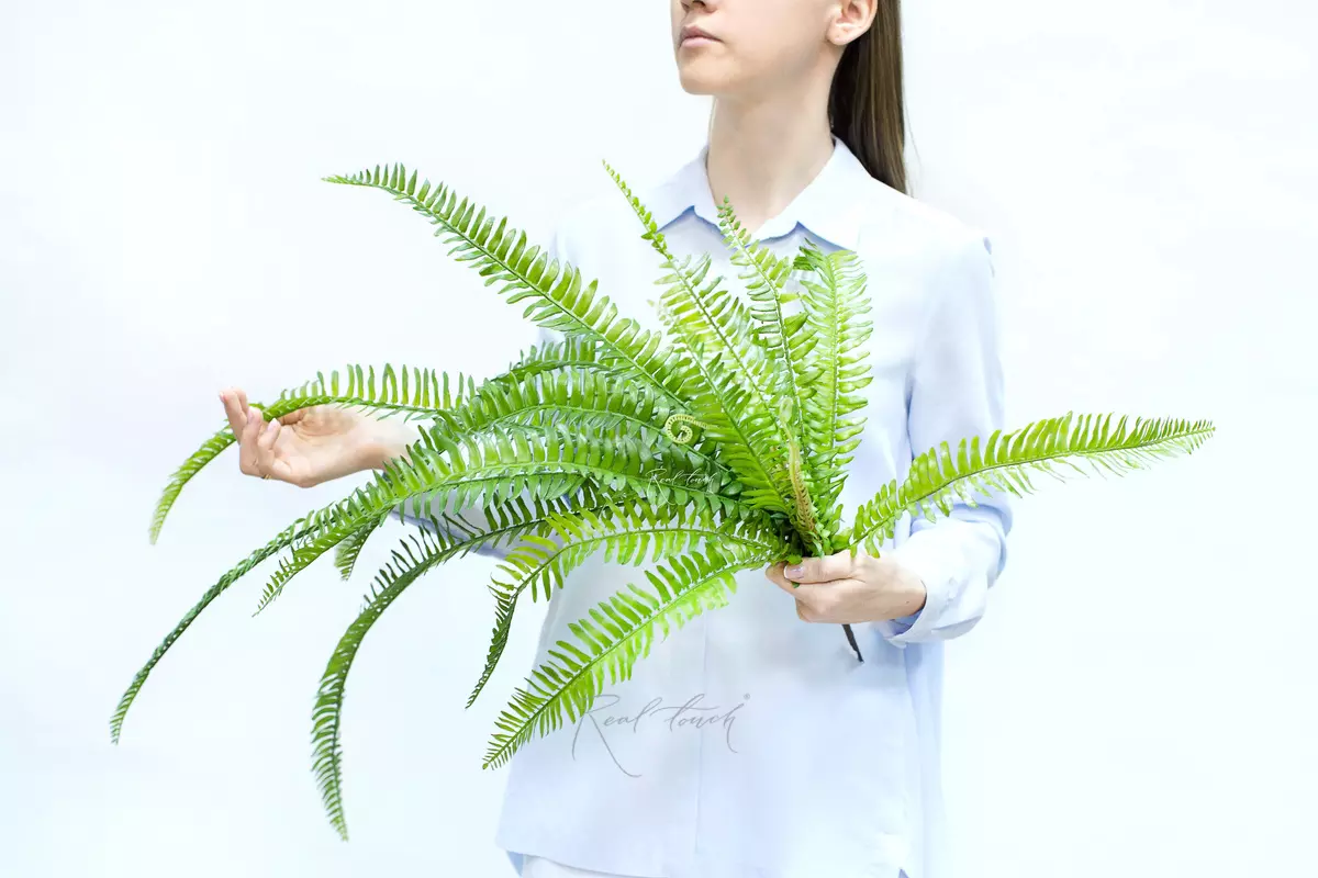 Nephrolepsis Exaltata (Boston fern) 90 cm - green Nephrolepsis Exaltata (Boston fern) 90 cm - green