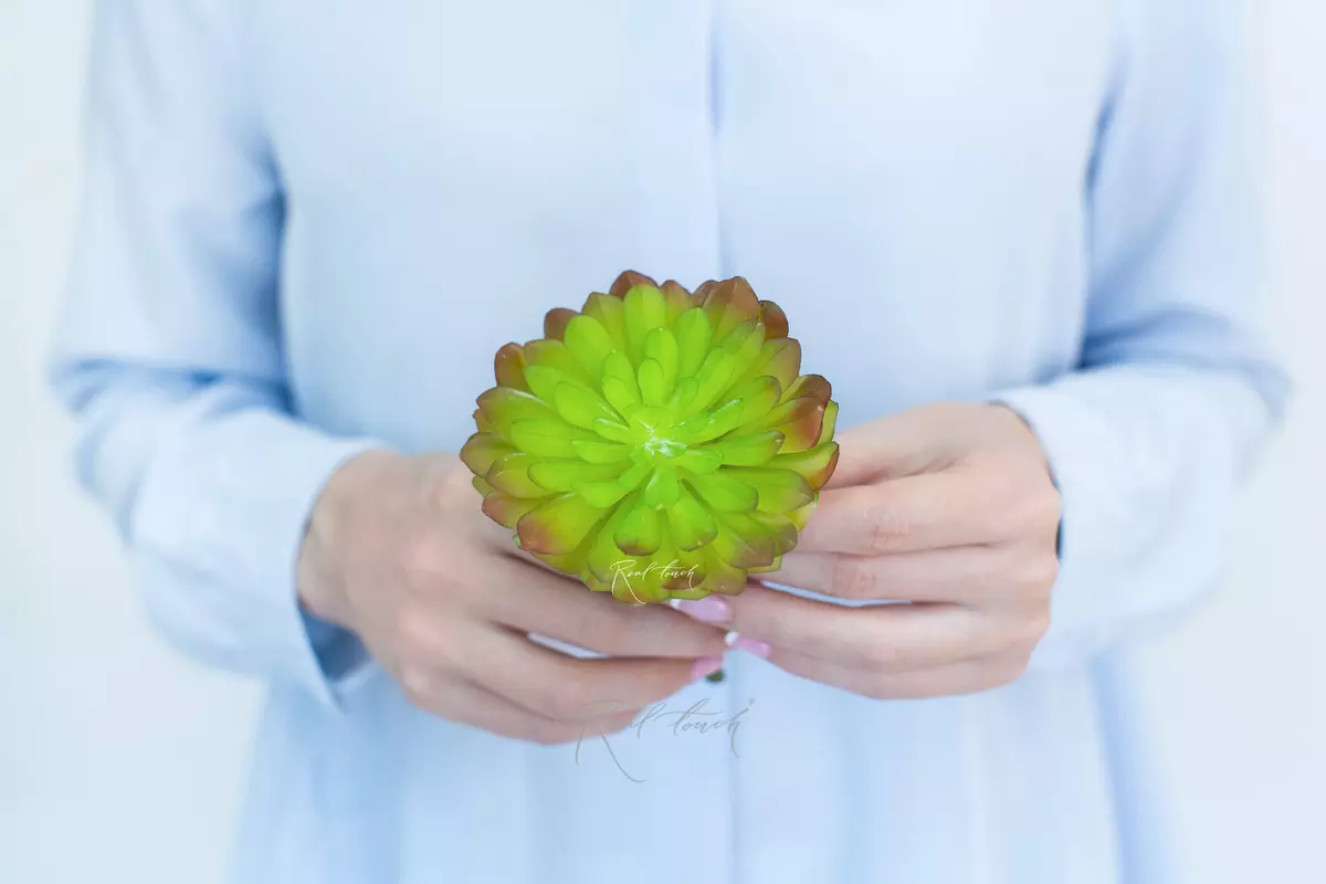 Succulent 416 (Aeonium Castello-Paivae) - Light green