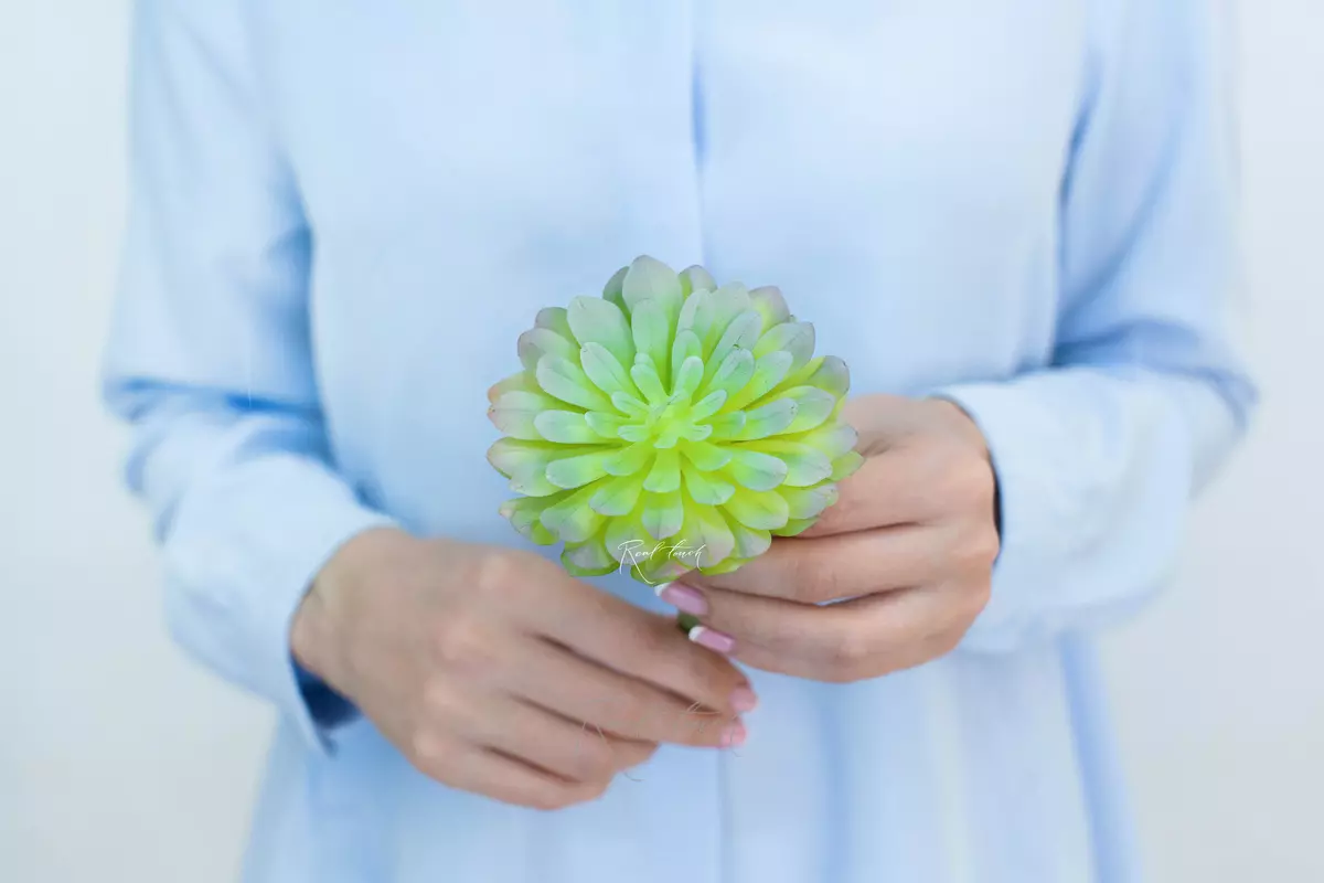 Succulent 416 (Aeonium Castello-Paivae) - dusty green Succulent 416 (Aeonium Castello-Paivae) - dusty green