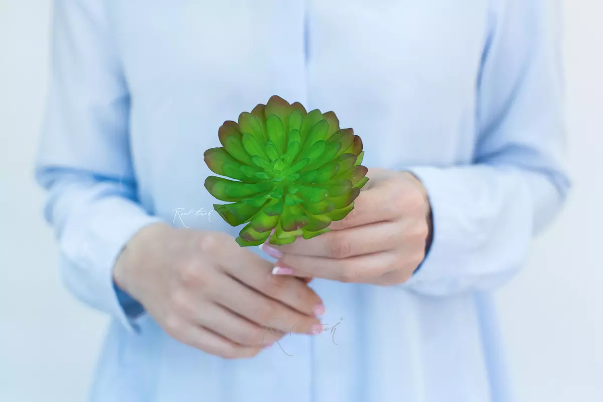 Succulent 416 (Aeonium Castello-Paivae) - green Succulent 416 (Aeonium Castello-Paivae) - green