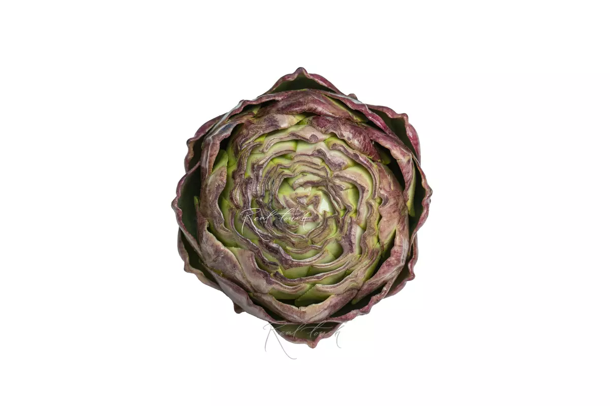Artichoke Flat - light purple 