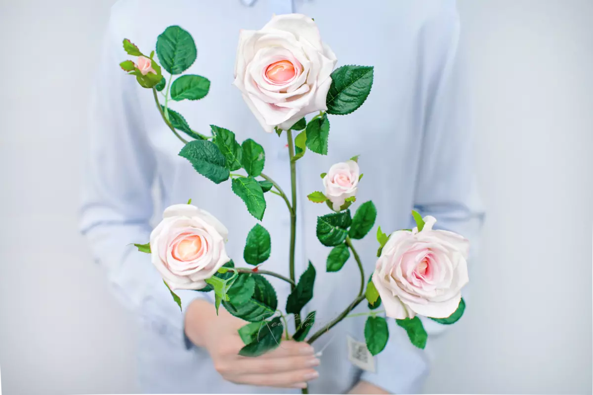 Open Rose 3+2 - white pink 