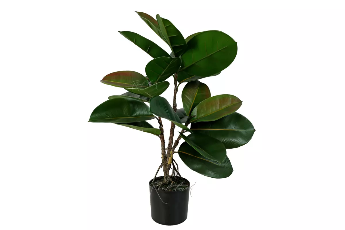 Ficus Elastic Robusta - green
