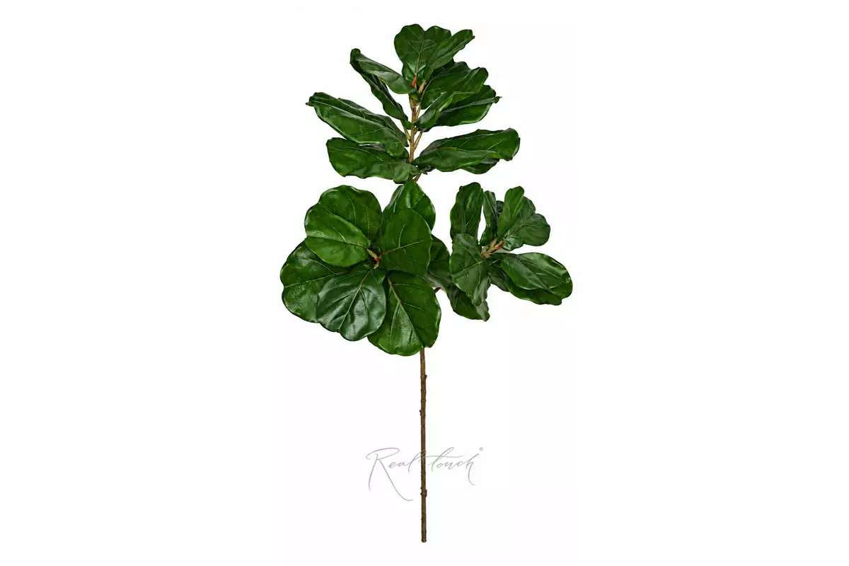 Ficus lyrata branch150cm - green