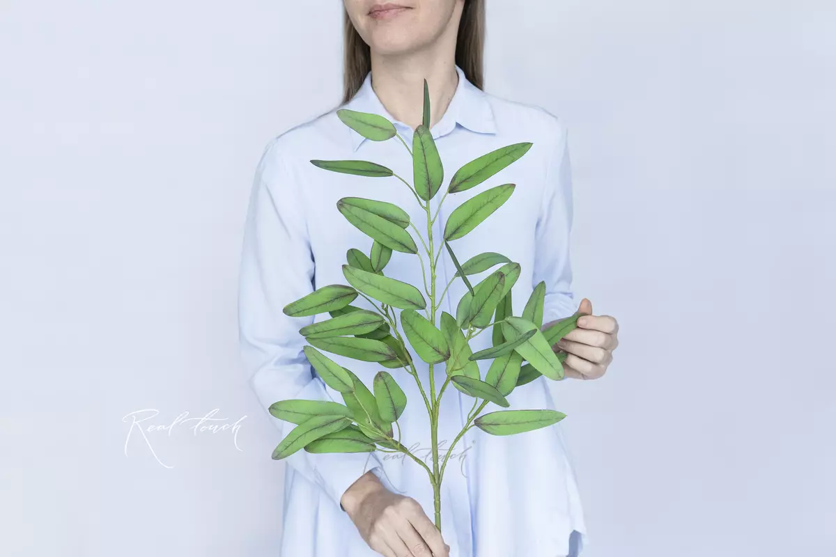 Lush Eucalyptus Populus branch - green
