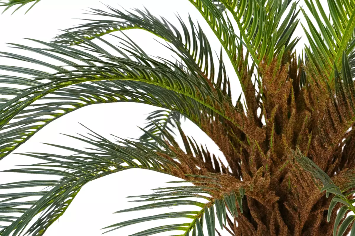 Palm Cycas 70cm - green