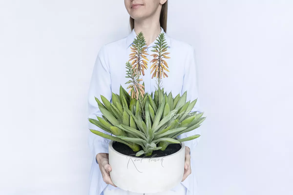 Aloe spinous - green Aloe spinous - green